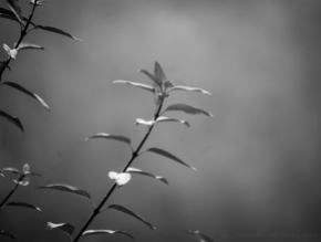fekete-fehér őszi faág