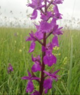 Kosbor, a puszták orchideája